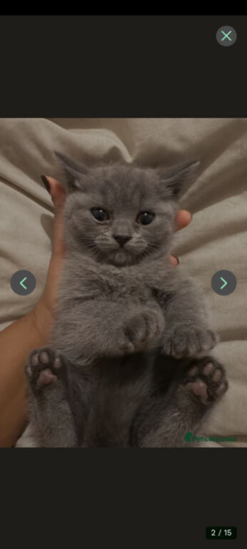 British shorthair kittens
