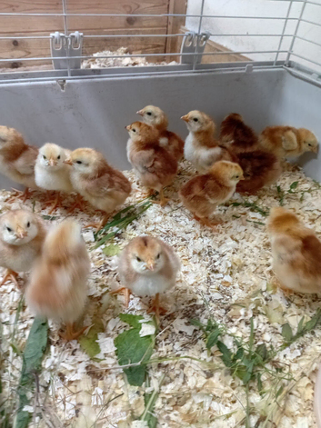 Rhode island red chicks