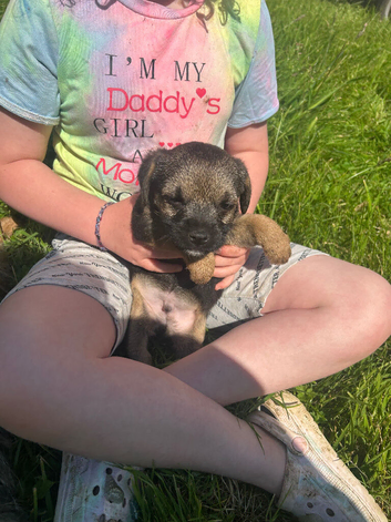 Border terrier boy