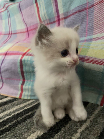 Ragdoll boy