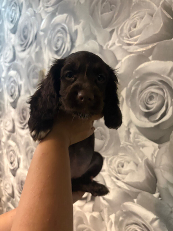 2 gorgeous cocker spaniel puppies