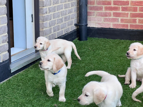Beautiful homebred Labradoodle puppies!