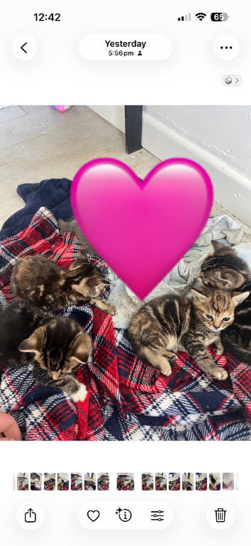 Kittens