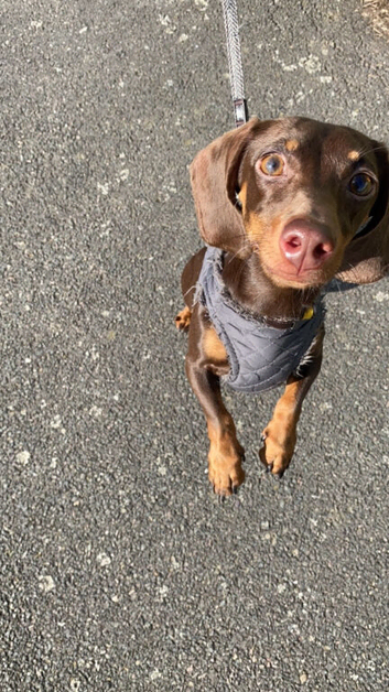 Female Dachshund 4 years old