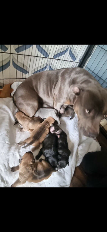 Tan try staff pup