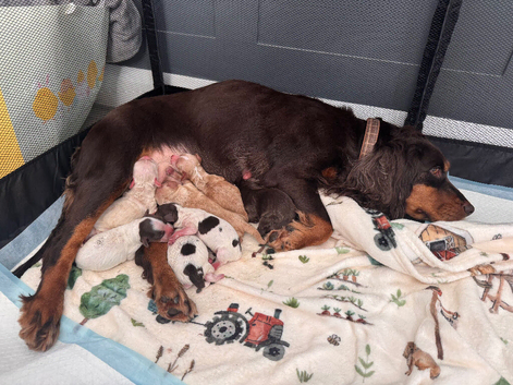Cocker spaniel puppies