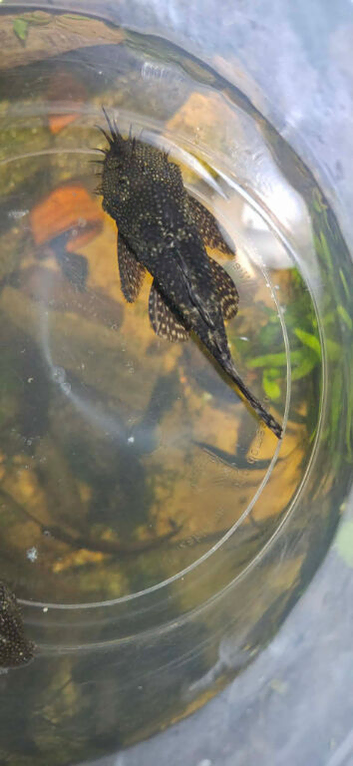 Mixed lot of tropical fish