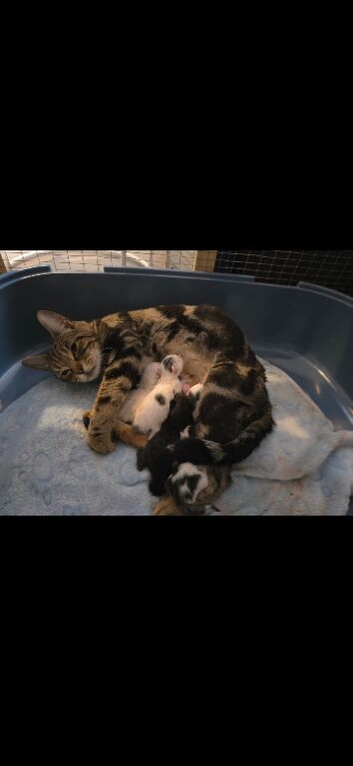Kittens ready now