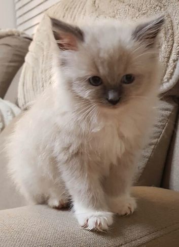 3 girls left from litter of 5 READY NOW