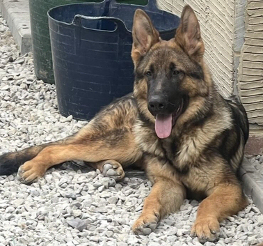 Male Black and Tan short coat German shepherd for sale
