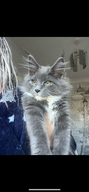 Cat for stud not for sale