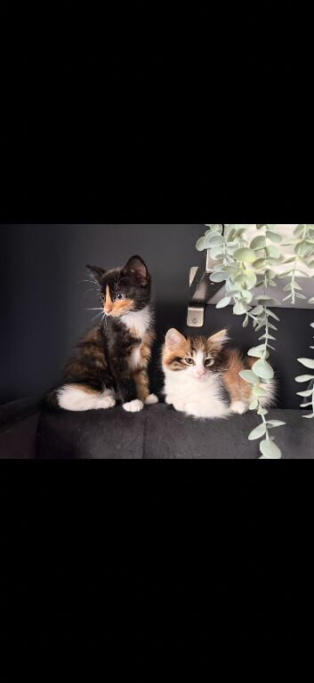 Two 1 year old sisters