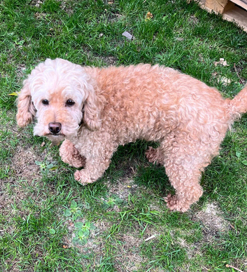 Private Rehoming-Beloved Family Pet Due To Bereavement