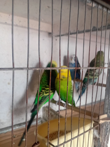 6 male budgies for sale