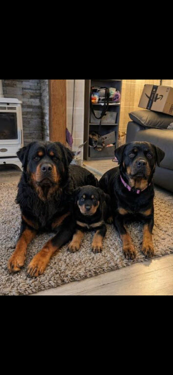 Long haired rottweiler pups