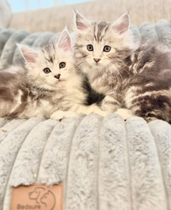 Pure Maine coon silver tabby & brown tabby huge kittens