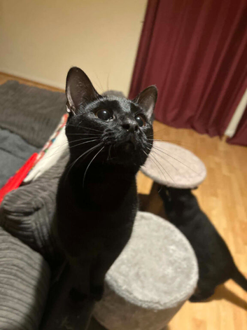 Black cat