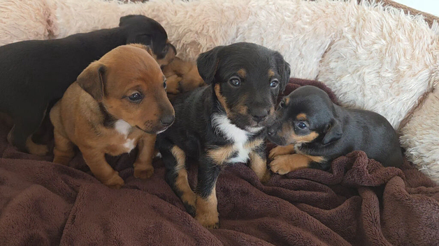 Jack Russell X Red Lakeland Terrier Puppies