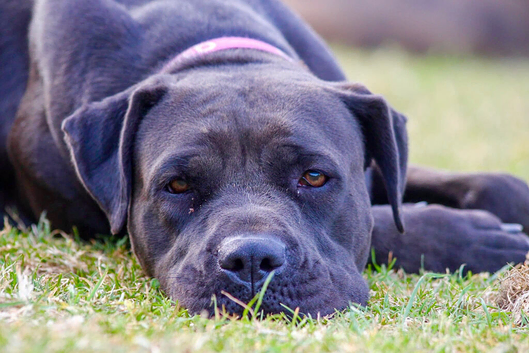 Wonderful 2 year old female