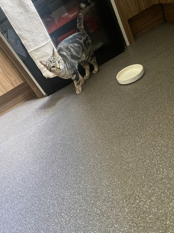 Kitten for sale