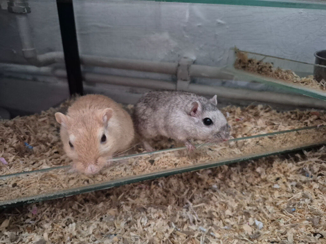 Gerbils