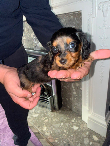 Long hair dachshund puppies