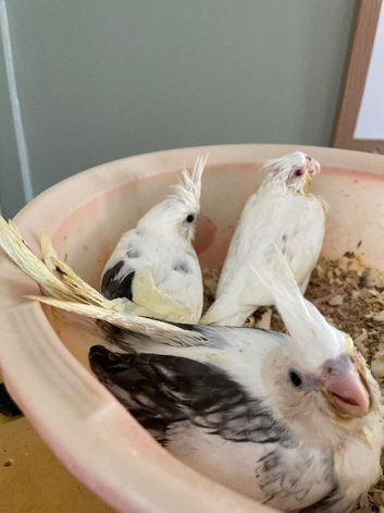 Baby Cockateils