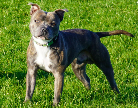 *STUD* Staffordshire bull terrier