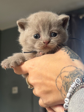9 beautiful British shorthairs