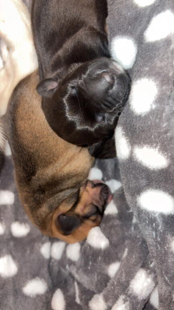 Staffy cross puppies