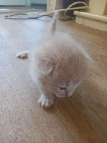 5 kittens to be rehomed 4 girls beige one is a boy