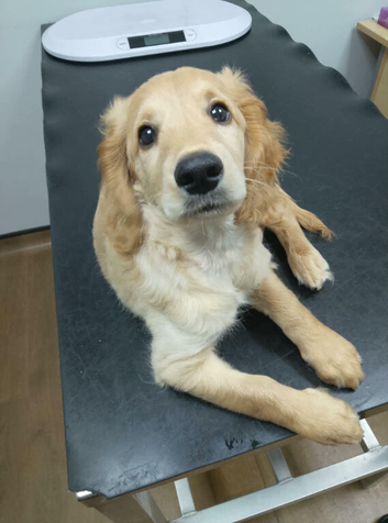 Male cockerpoo