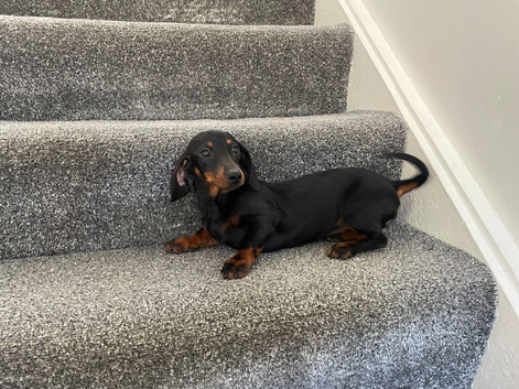 Miniature dachshund