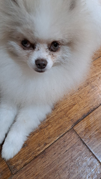 Parti-Color Pom Boy