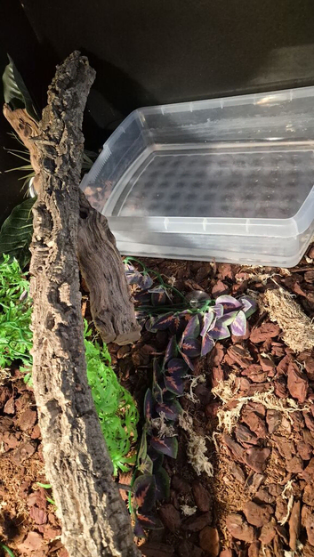 Craw cray boa constrictor