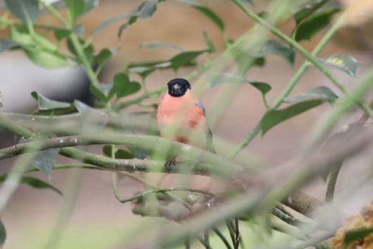 Spare Cock Native Bullfinch