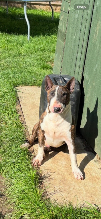 english bull terrier