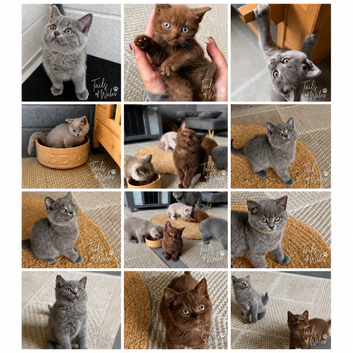 Stunning Pedigree BSH kittens