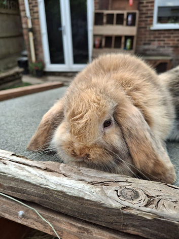 Swiss mini lops