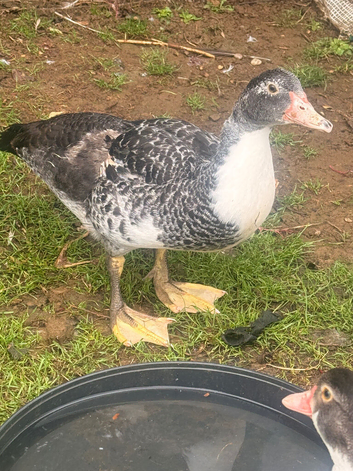 Barred Muscovy drake for sale