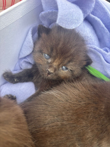 Stunning ragdoll x long haired domestic lovely brown colours