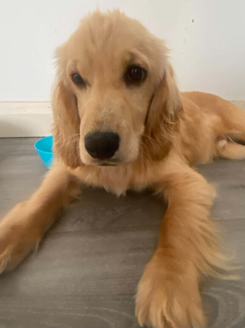 6 month old cocker spaniel