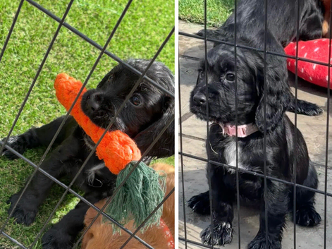 Cocker Spaniel Pups