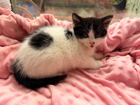 Kittens for sale