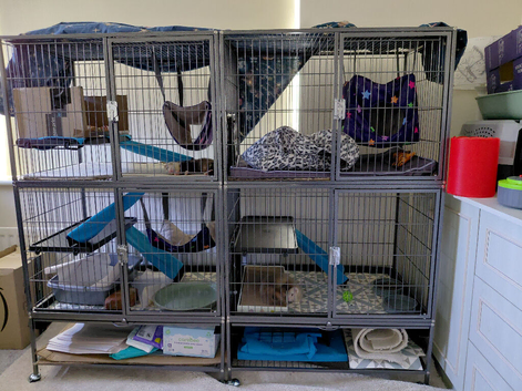 2 lovely boys need a new home. All accessories included.