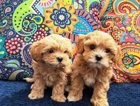 F1 teacup asian Maltipoo Ready for new homes