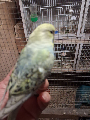Budgie