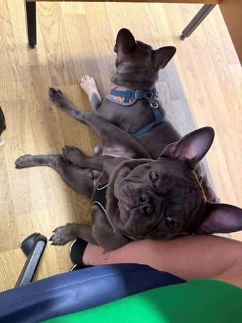 KC Registered LILAC & TAN Male 11 Months Old