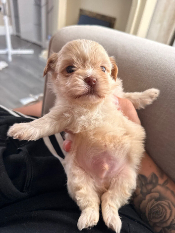Shihtzu puppy ready to leave now