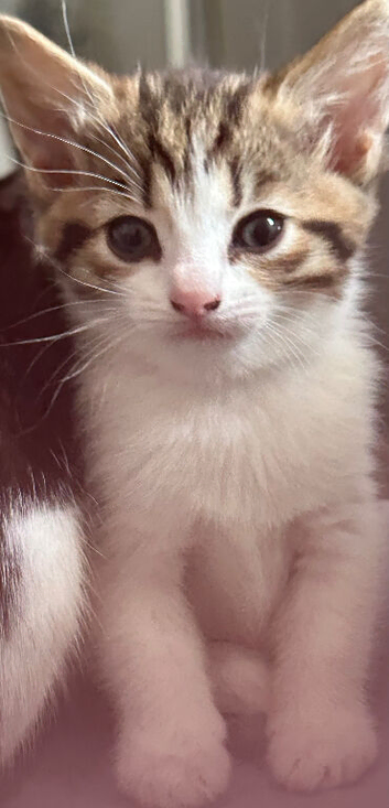 Two kittens